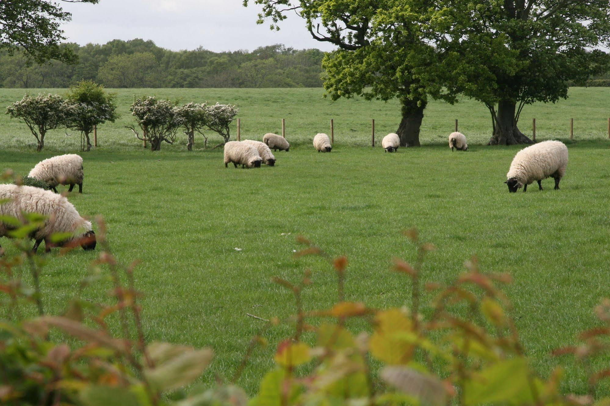 Northumberland Cottage B&B Acklington 외부 사진